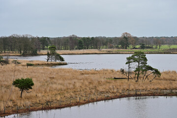 A wide, still moorland pond shows small islands of ochre grass and sparse pine trees, reflecting the grey sky. The distant tree line borders surrounding low fields.