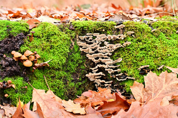 A close-up shows clusters of small, brown fungi and white bracket fungus growing on a moss-covered, decaying stump, surrounded by large, fallen autumn oak leaves.