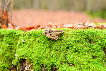 A close-up shows a greyish bracket fungus growing horizontally on a stump thickly covered in vibrant green moss, with fallen brown autumn leaves surrounding the base.