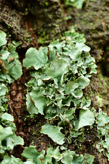 Fototapeta premium A detailed macro shot captures pale, greenish-blue foliose lichen growing in delicate clusters across the dark, textured bark of a tree trunk in a damp forest.