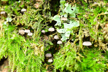 A damp macro shot shows clusters of pale bonnet fungi and light green foliose lichen emerging from a dense mat of vibrant green moss on textured bark.