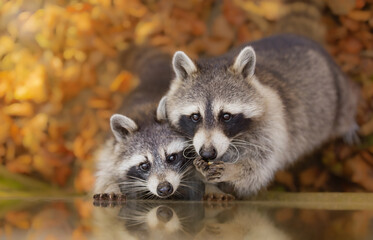 Portrait of two striped raccoons against a background of autumn leaves, animal photograph. Pair of animals. Predatory mammal of the raccoon family. Environmental protection, ecological issues. Autumn.