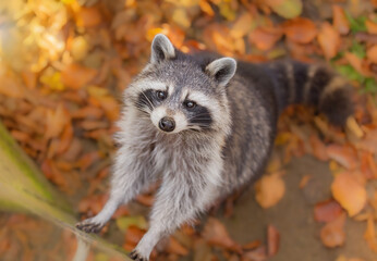 Obraz premium Portrait of a striped raccoon against the background of autumn leaves, photo of an animal. Predatory mammal of the raccoon family. Environmental protection, ecological problems. Animal in autumn.