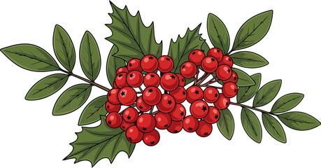 winters ruby embrace capturing natures festive allure, isolated on transparent background