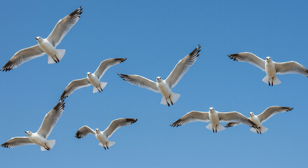 flock of seagulls flying and beautiful view