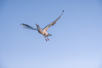 Seagull with spread wings against clear sky. Height and calm.