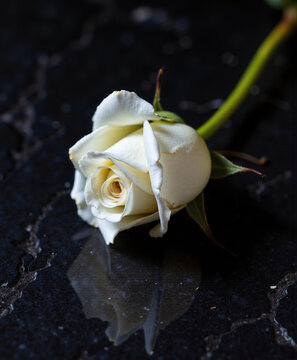 White rose lying on dark marble surface with reflection, International Holocaust Remembrance Day  