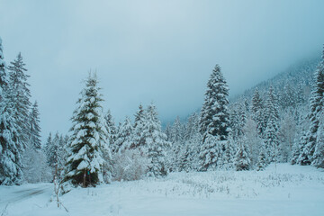 Beautiful Snowy Winter Forest Landscape with Frosty Trees and Peaceful Nature
