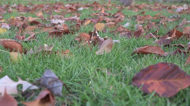 Prunus serrulata Kwanzan fall leaves on the grass with a slight breeze