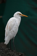 Obraz premium A cute cattle egret is standing in a semi urban area waiting near a meat shop for a small chunk 