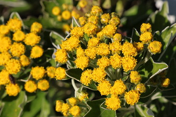 Pacific Chrysanthemum