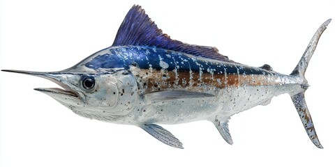 Marlin fish isolated on white background