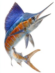 Marlin fish isolated on white background