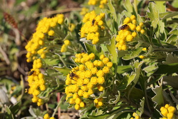 Pacific Chrysanthemum