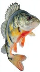 Perch fish isolated on white background