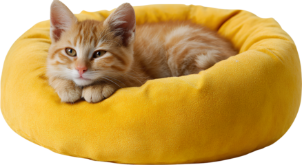 Alert ginger kitten sitting in a bright yellow pet bed looking directly at camera with curiosity