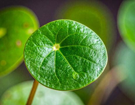 Liść Pilea Peperomioides Pieniążek