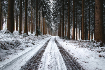 Road in winter forest