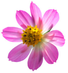 Vibrant Purple Pink Cosmos Flower with Backlight Effect Isolated in Transparent Background