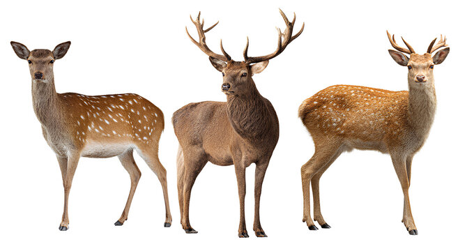 Three different deer on transparent background a female deer and two male stags