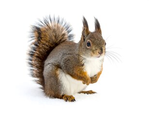 Obraz premium A detailed close-up of a reddish-brown squirrel with fluffy tail stands in white snow, with its tiny paws clasped. Its ears are perked