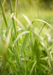 Grass blades are wet with dew, reflecting light in a sunny green yard. This scene showcases the freshness of nature in early morning light, filled with vibrant shades of green.