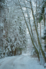Beautiful Snowy Winter Forest Landscape with Frosty Trees and Peaceful Nature