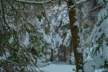 Beautiful Snowy Winter Forest Landscape with Frosty Trees and Peaceful Nature