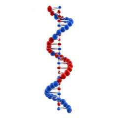 A 3D rendered illustration of a DNA double helix structure with red and blue spheres representing its components, set against a clean white background.