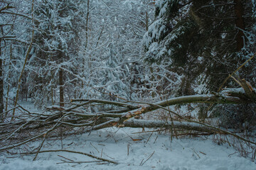 Beautiful Snowy Winter Forest Landscape with Frosty Trees and Peaceful Nature