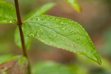 Plant list 2025 - Deutzia pulchra