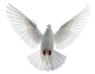 International Peace Day dove isolated on transparent background