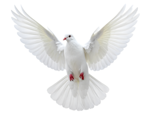 International Peace Day dove isolated on transparent background