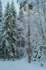 Beautiful Snowy Winter Forest Landscape with Frosty Trees and Peaceful Nature