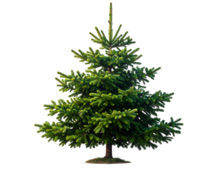 Mini Christmas tree isolated on transparent background
