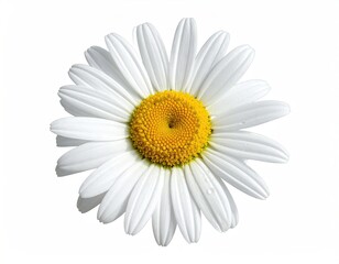 Single white daisy, perfect center, vibrant yellow