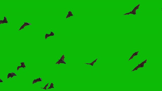 Giant bats isolated on green screen. Indian flying foxes lat. Pteropus medius in slow-motion flight. Perfect for compositing, VFX, wildlife content, and nature documentary projects. ProRes 422 video.