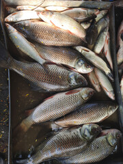 Local fish in display at a fish market 1