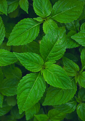 Bright Green Serrated Leaves – Macro Nature Texture