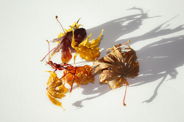 These are dry maple leaves.