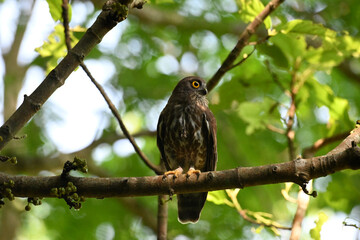 A striking, detailed of a Brown Hawk owl, Brown boobook perched on a dark, mossy branch, set against a beautifully soft, blurred background of lush green tropical foliage.