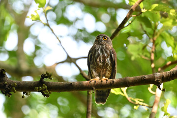 A striking, detailed of a Brown Hawk owl, Brown boobook perched on a dark, mossy branch, set against a beautifully soft, blurred background of lush green tropical foliage.