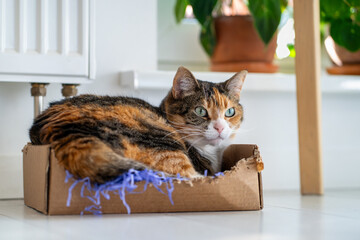 Calico lazy cat relaxing in cardboard box comfortably settled in favorite carton pet bed. Plump fluffy kitty rest in box with paper serpentine after game. Pet in gift box. Cute domestic feline animal 