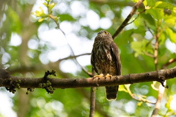 A striking, detailed of a Brown Hawk owl, Brown boobook perched on a dark, mossy branch, set against a beautifully soft, blurred background of lush green tropical foliage.