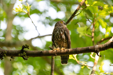 A striking, detailed of a Brown Hawk owl, Brown boobook perched on a dark, mossy branch, set against a beautifully soft, blurred background of lush green tropical foliage.
