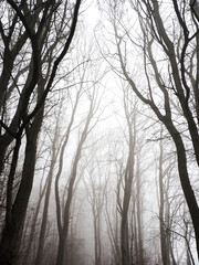 Fototapeta premium Fog in the forest