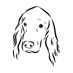 Irish Setter, vector sketch