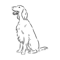 Irish Setter, vector sketch