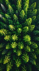 Fototapeta premium Forest canopy. Lush, green trees fill a birds eye view