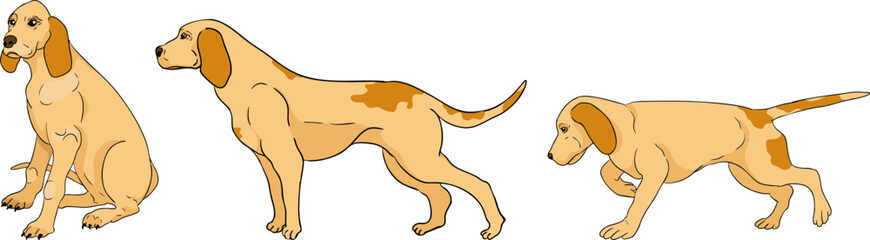 Vector colored elements of traditional horse hunting. For education materials, design 